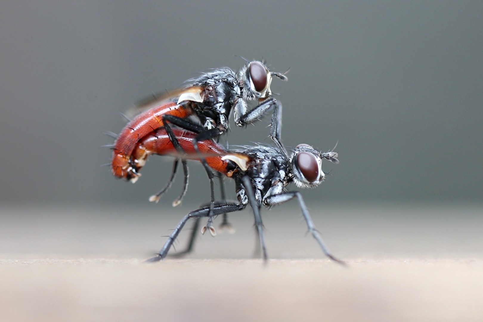 Fliegen, Mücken, Schnaken