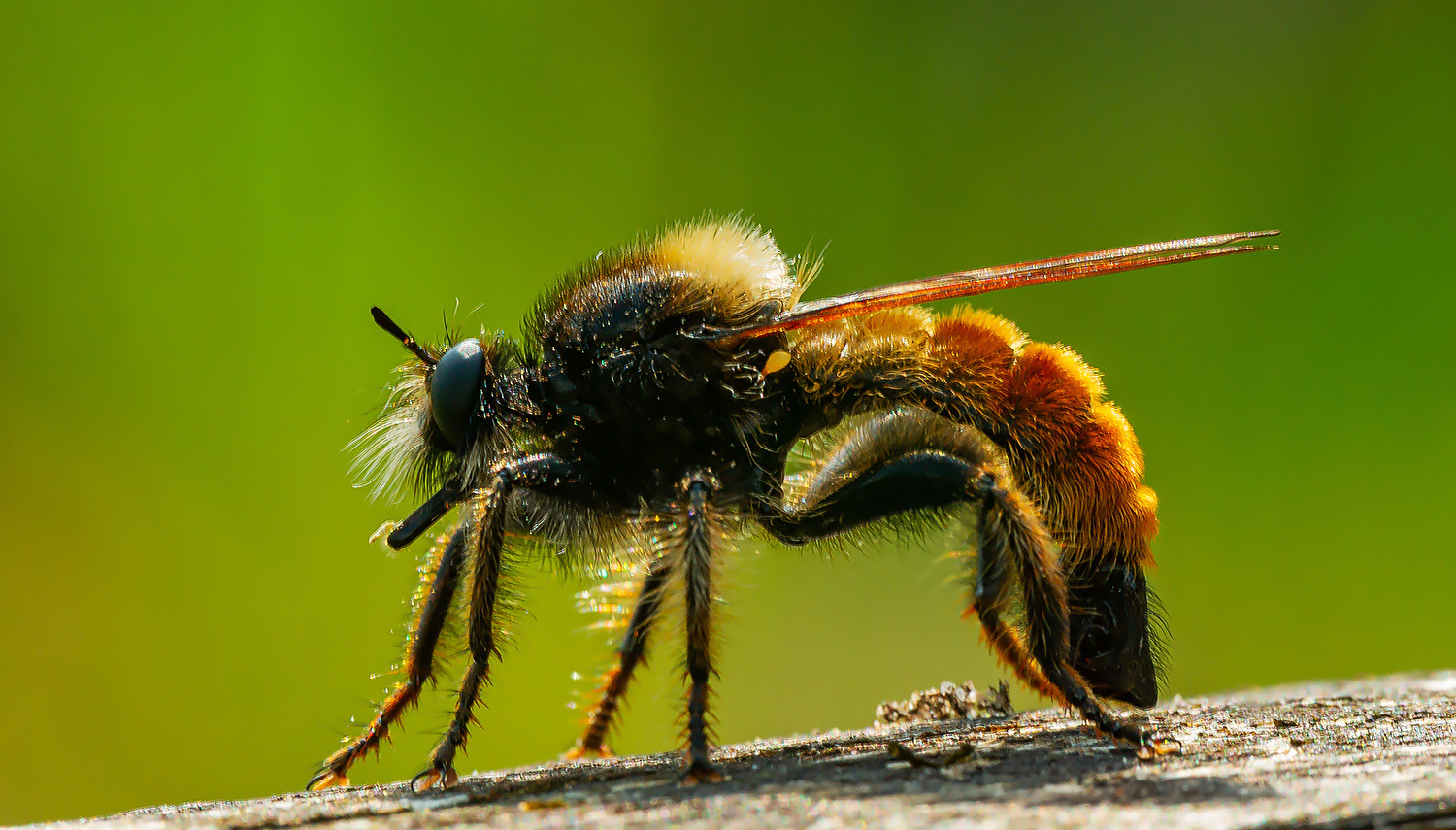 Gelbe Mordfliege (Laphria flava)