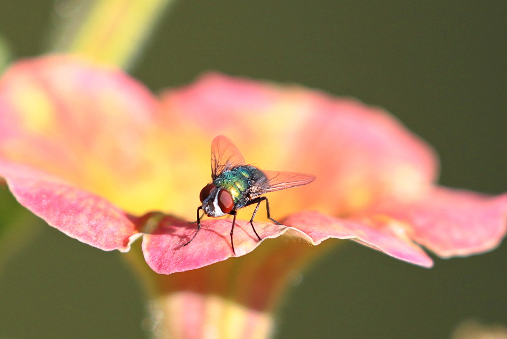 Fliegen, Mücken, Schnaken