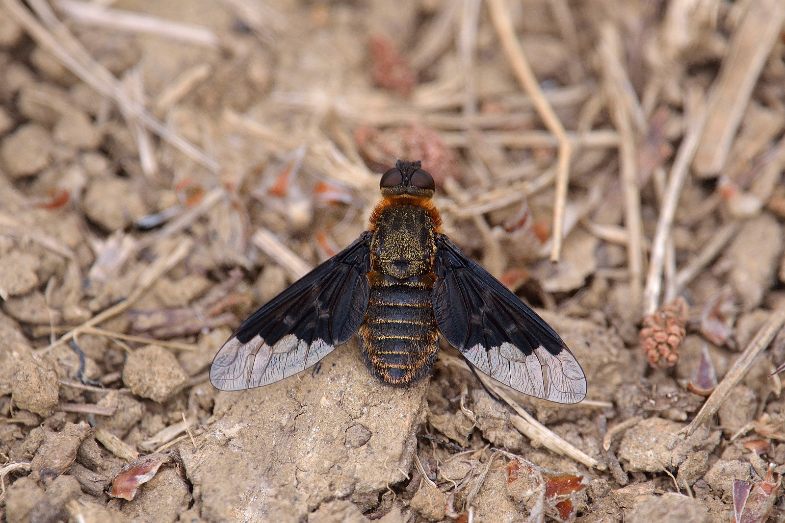 Trauerschweber