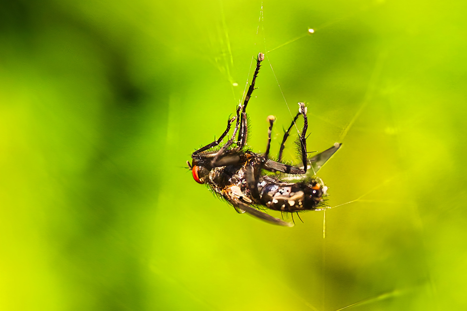 Fliegen, Mücken, Schnaken