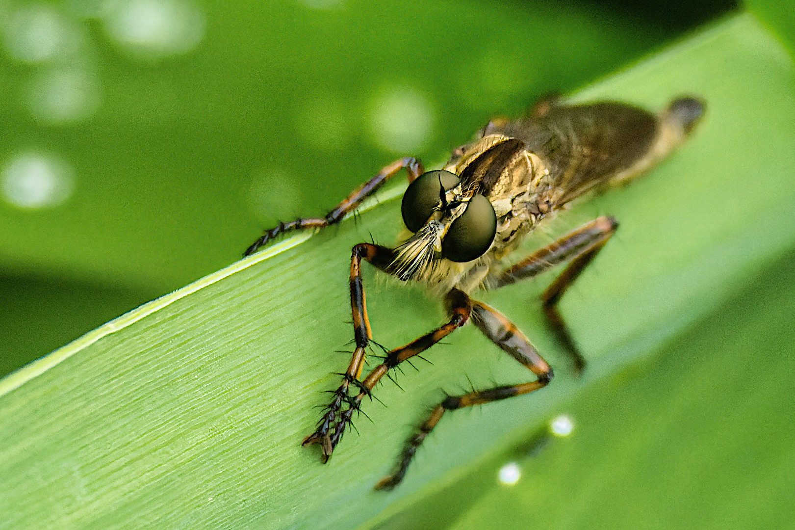 Fliegen, Mücken, Schnaken