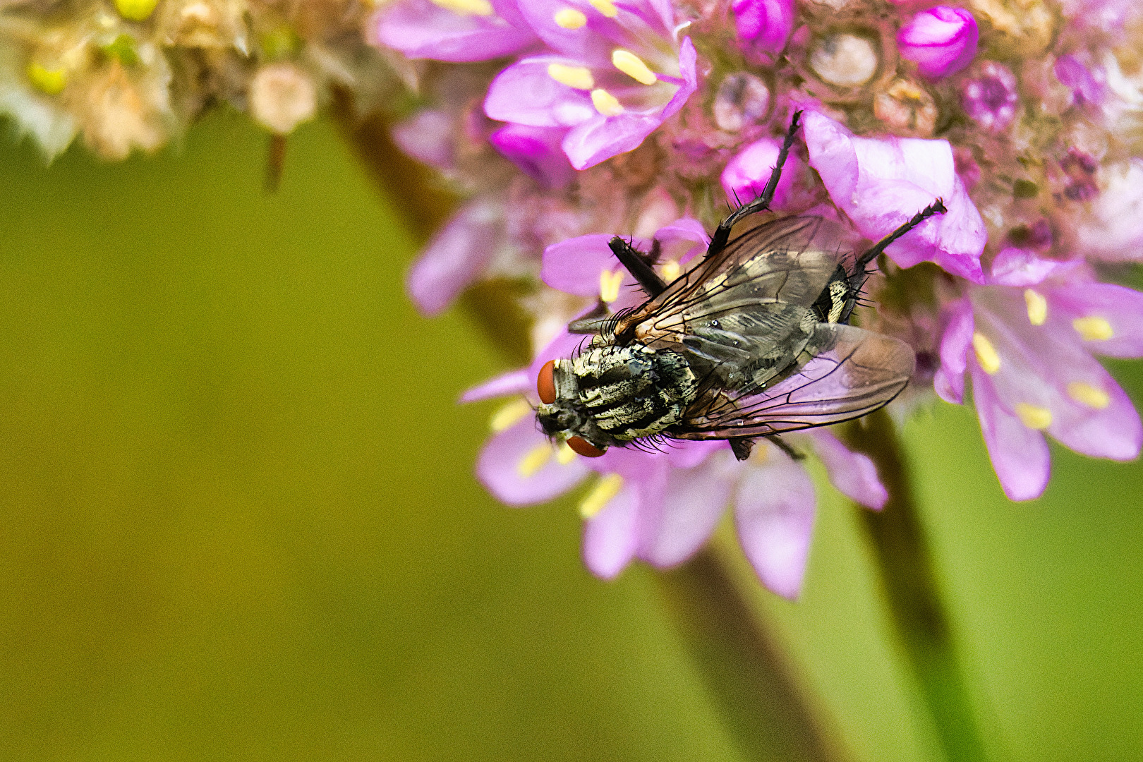 Fliegen, Mücken, Schnaken