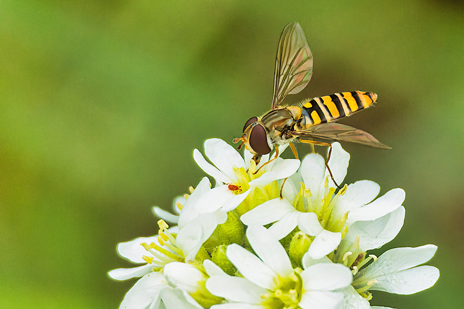 Fliegen, Mücken, Schnaken