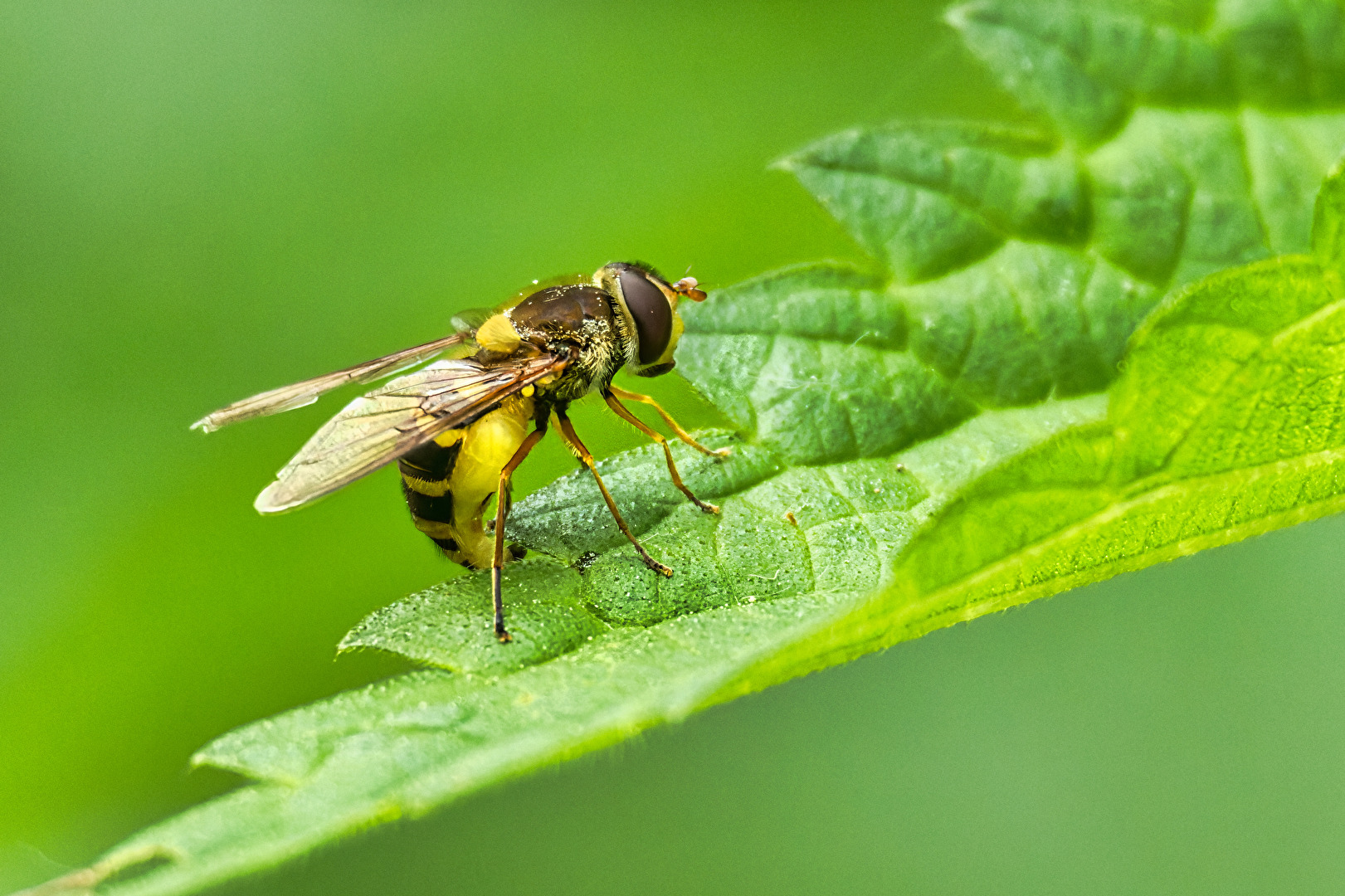 Fliegen, Mücken, Schnaken