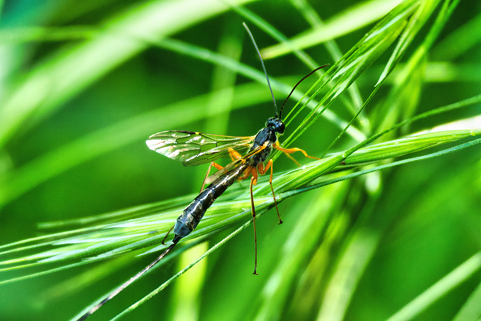 Fliegen, Mücken, Schnaken