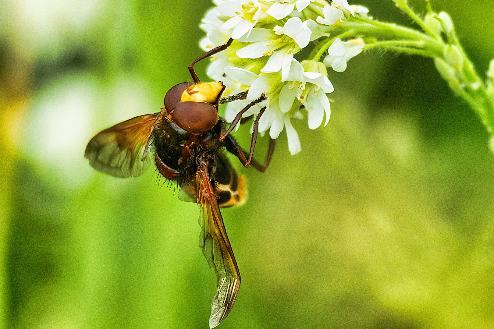 Fliegen, Mücken, Schnaken