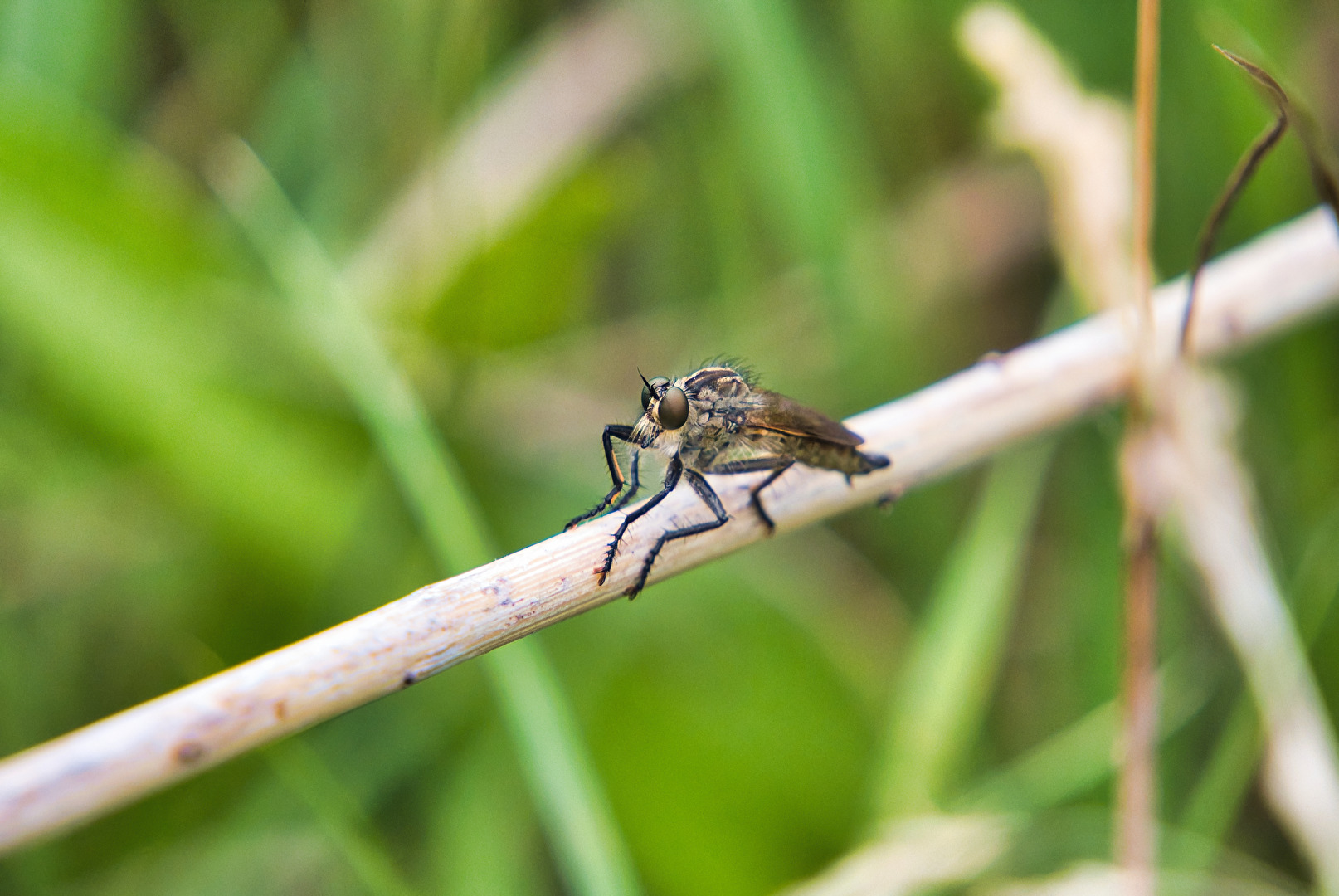 Fliegen, Mücken, Schnaken
