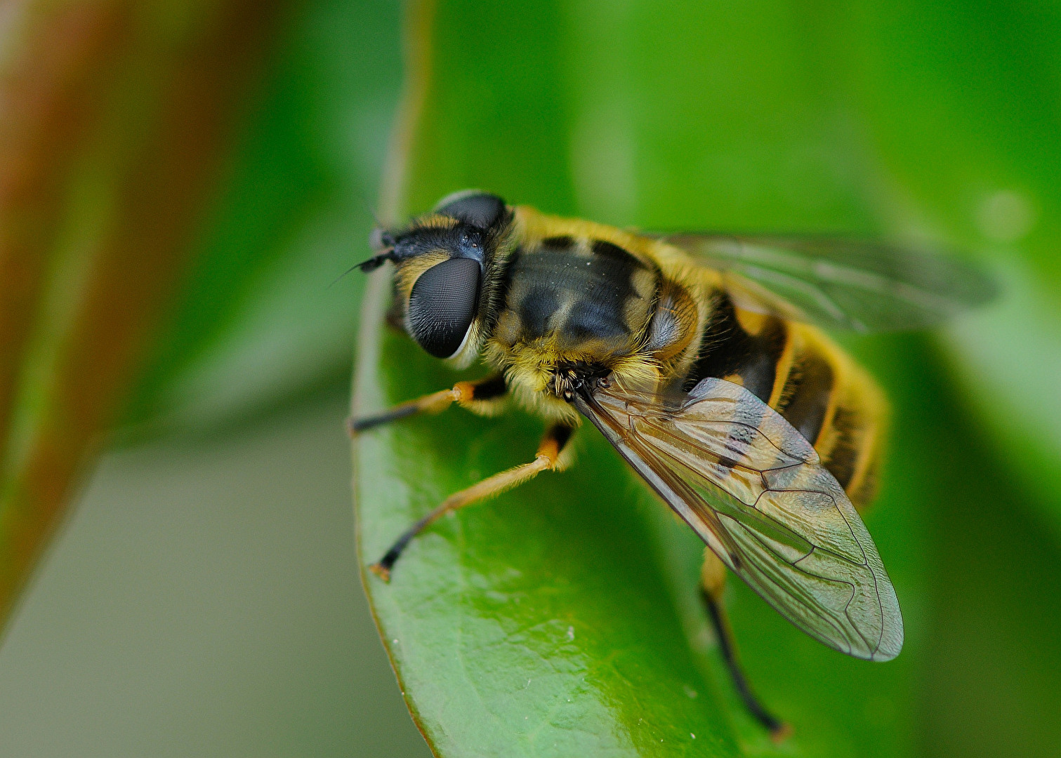 Totenkopfschwebefliege