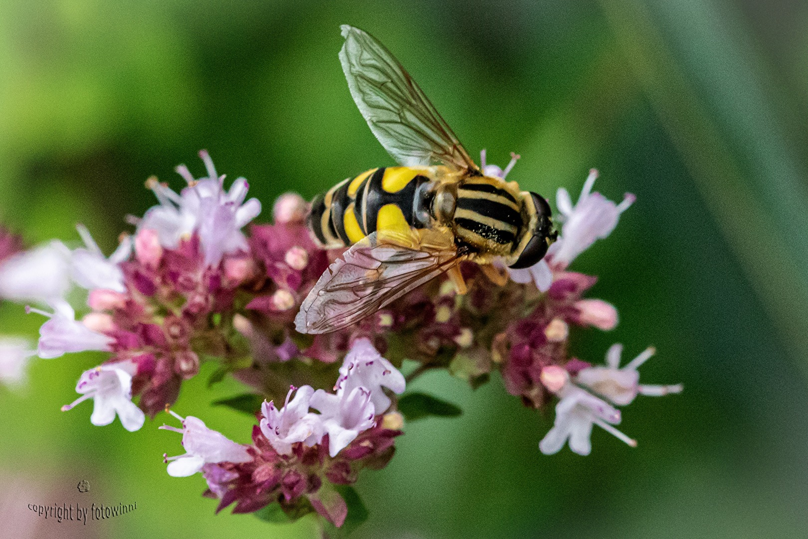 Schwebfliege