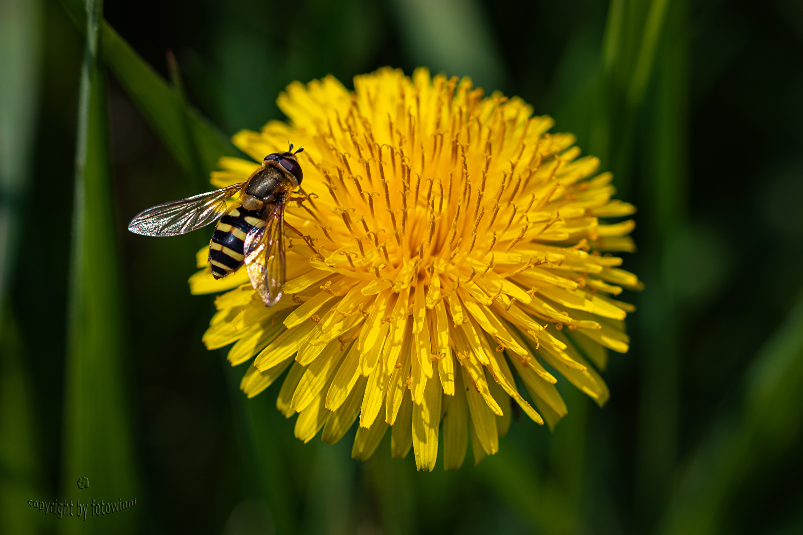 Schwebfliege auf Löwenzahnblüte