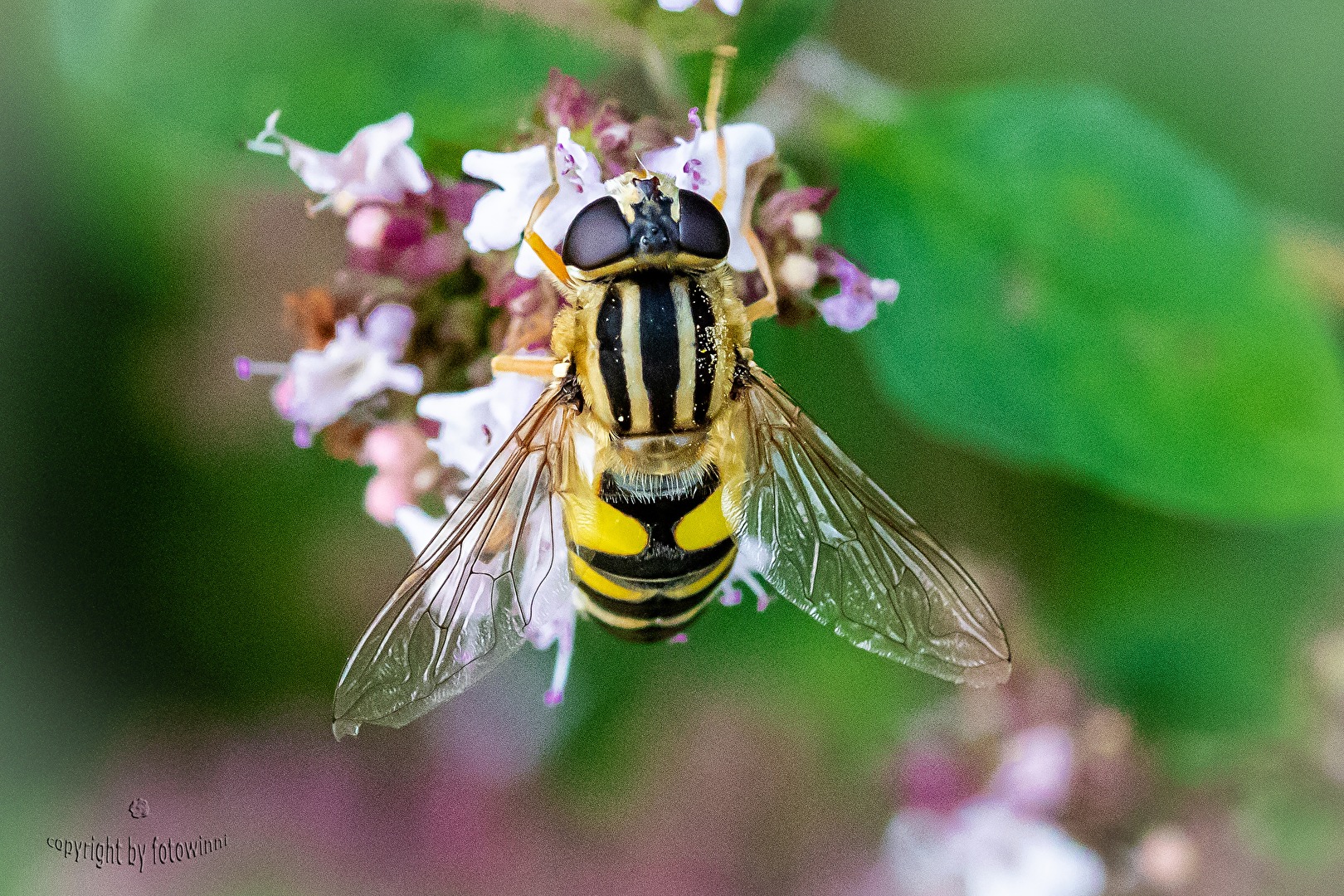 Schwebfliege