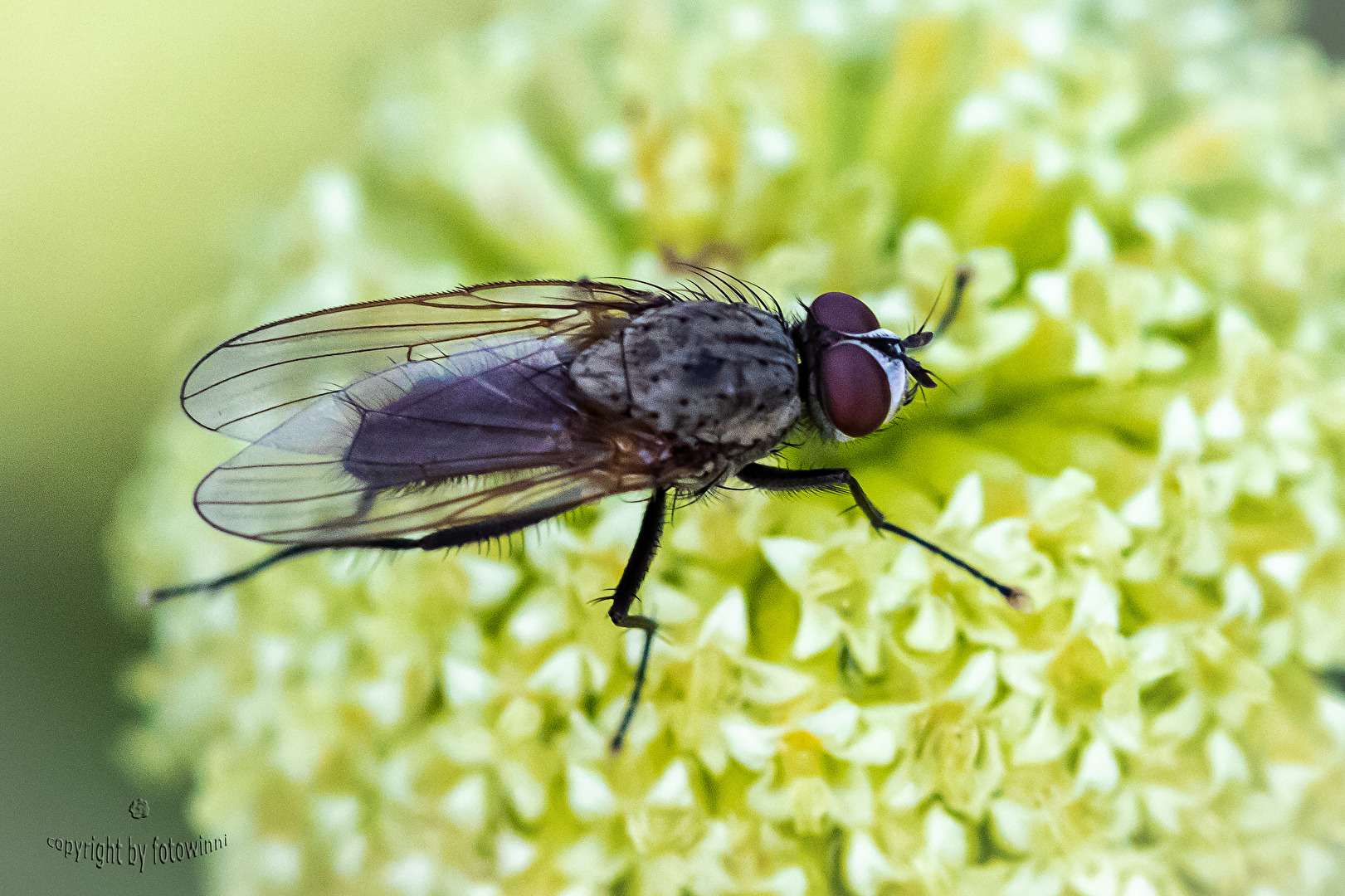 Fliege