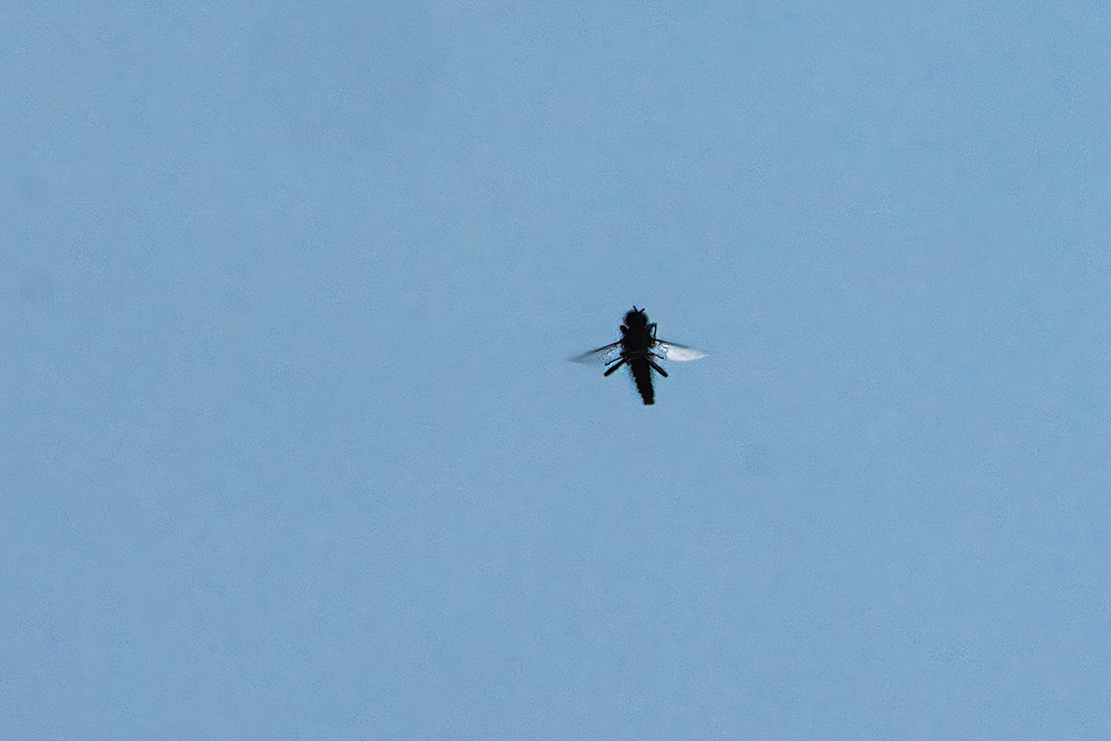 Fliegen, Mücken, Schnaken