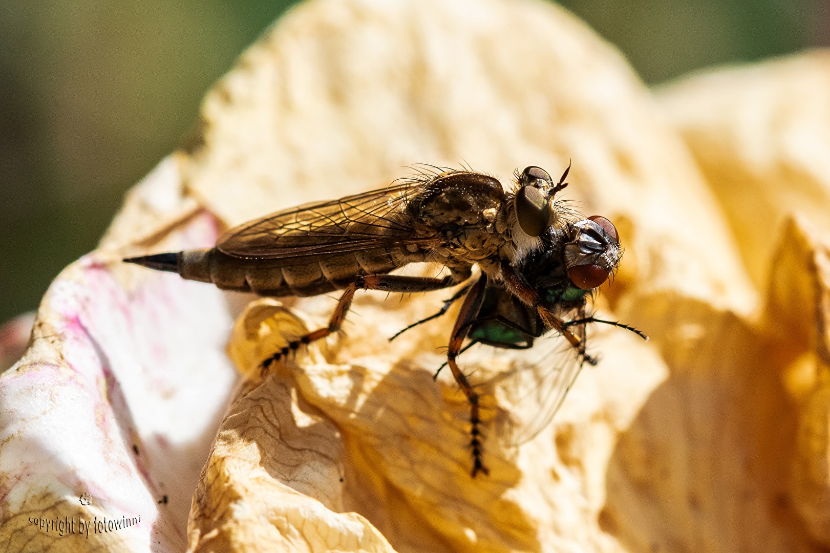 Raubfliege mit fetter Beute