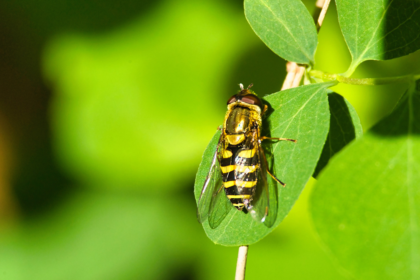 Fliegen, Mücken, Schnaken