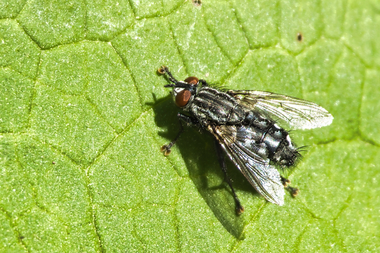 Fliegen, Mücken, Schnaken