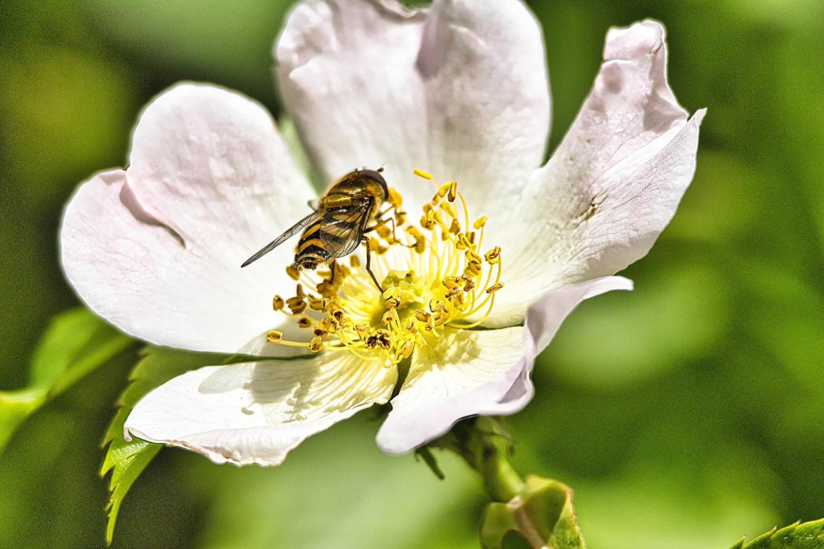 Fliegen, Mücken, Schnaken