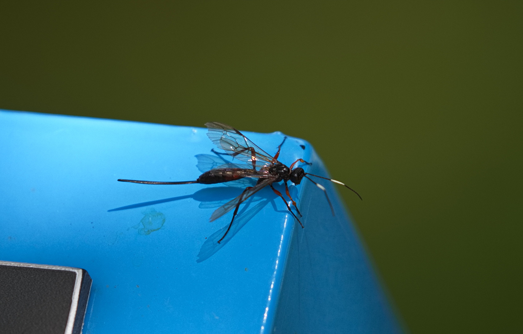 Schlufpwespe mit langen Stachel