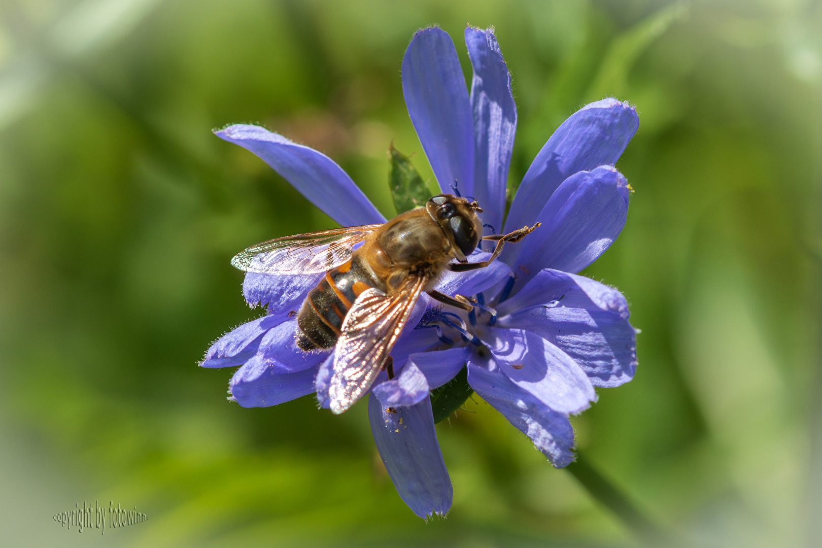 Schwebfliege