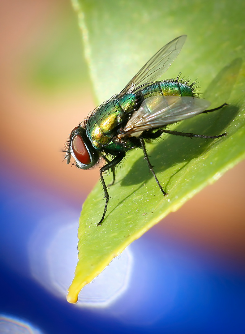 Die Goldfliege (Lucilia sericata)