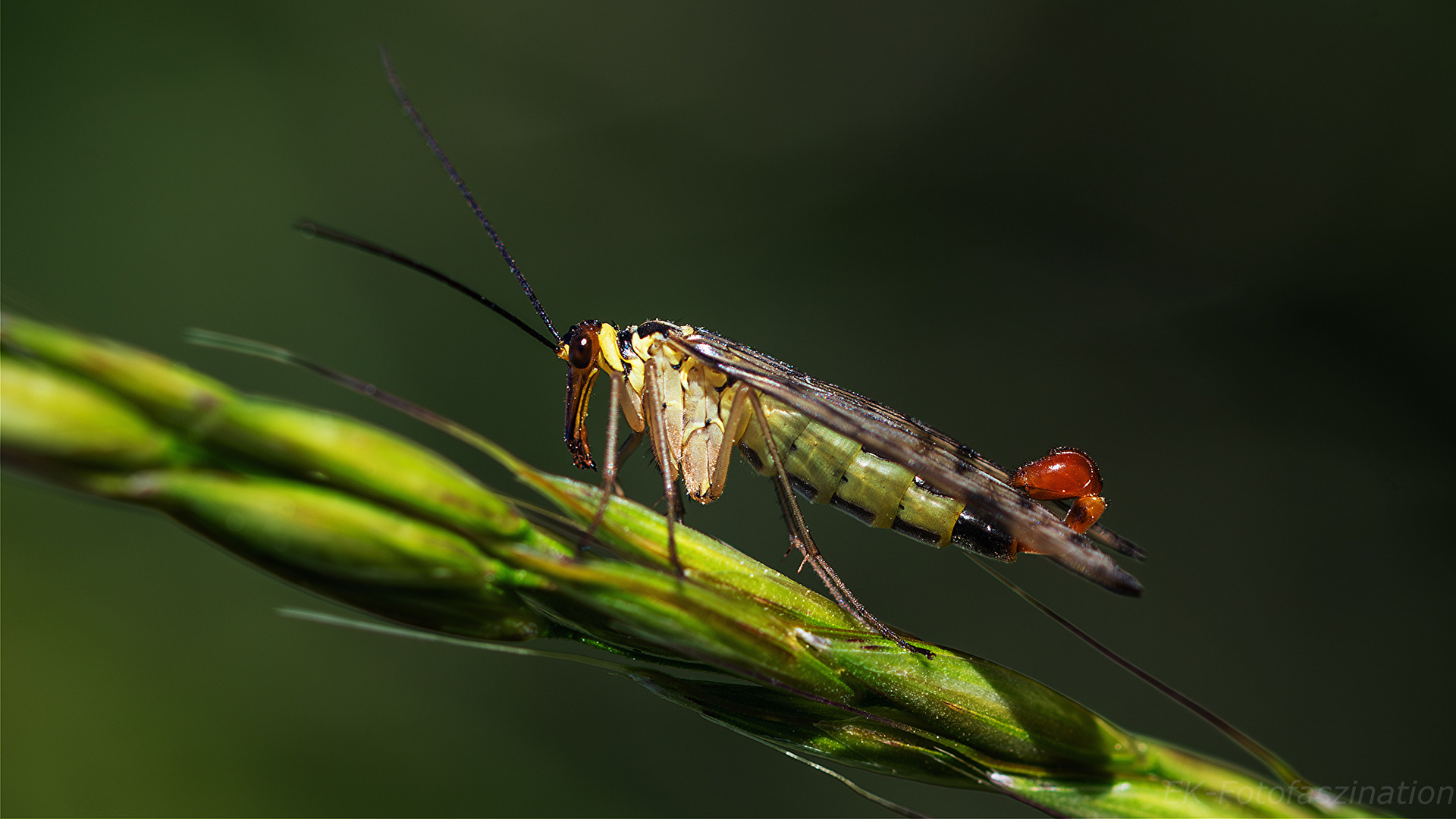 Skorpionfliege