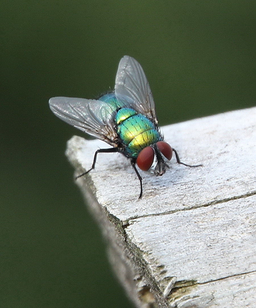 Goldfliege (Lucilia sericata)