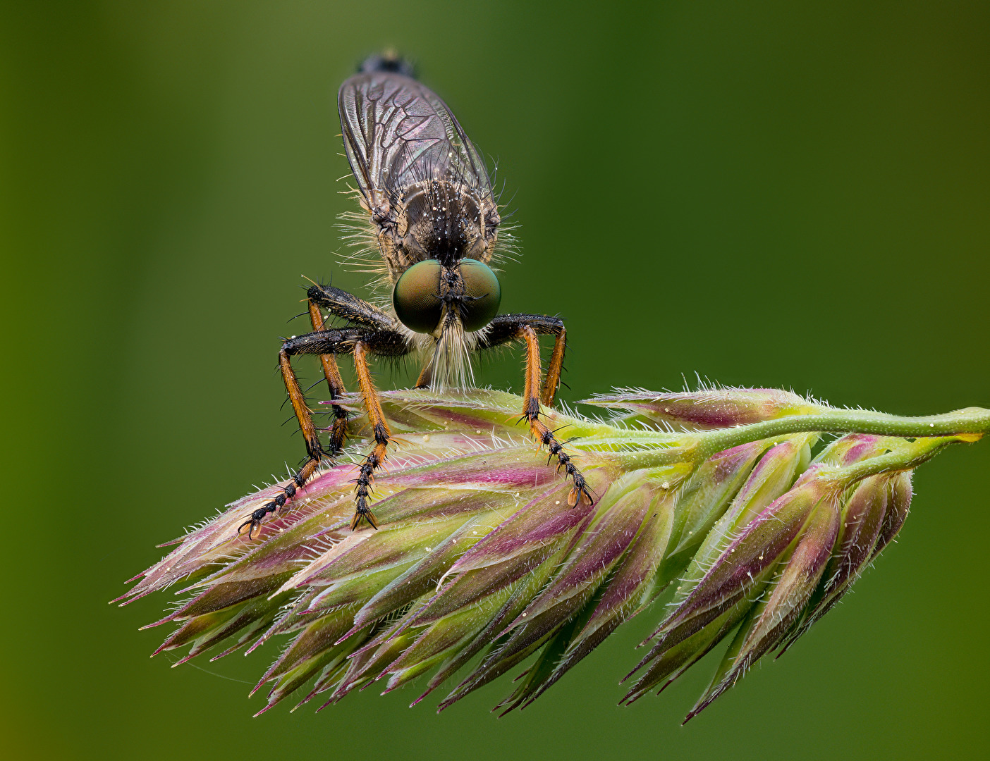 Neoitamus cothurnatus - Knoten-Strauchdieb (Männchen)