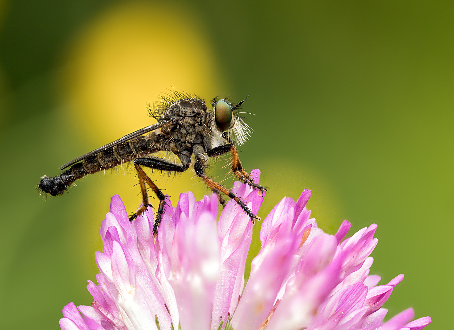 Neoitamus cothurnatus - Knoten-Strauchdieb (Männchen