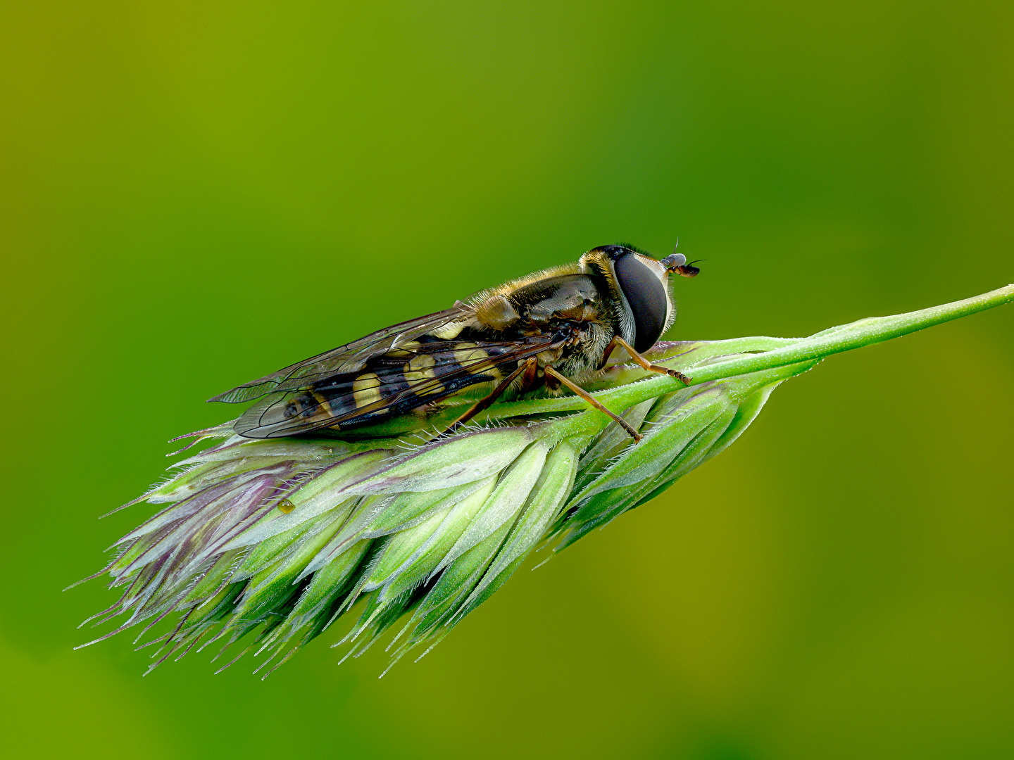 Mondfleck-Feldschwebfliege