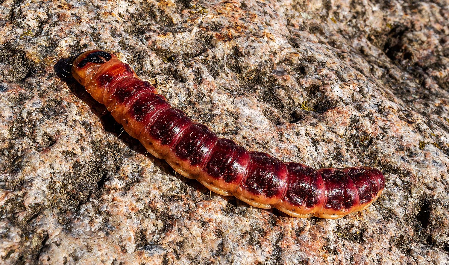 Raupe vom Weidenbohrer