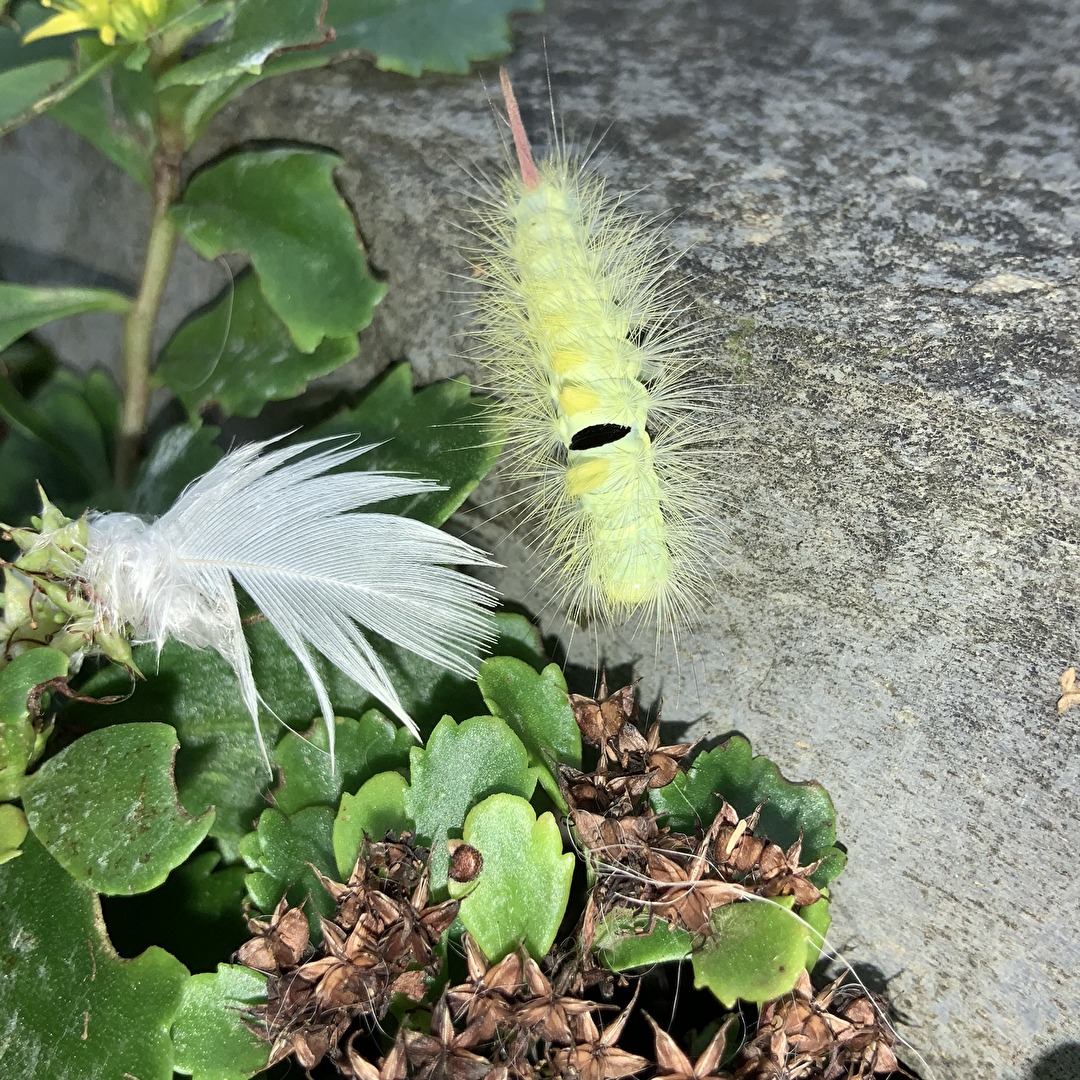 Puppen, Raupen, Larven