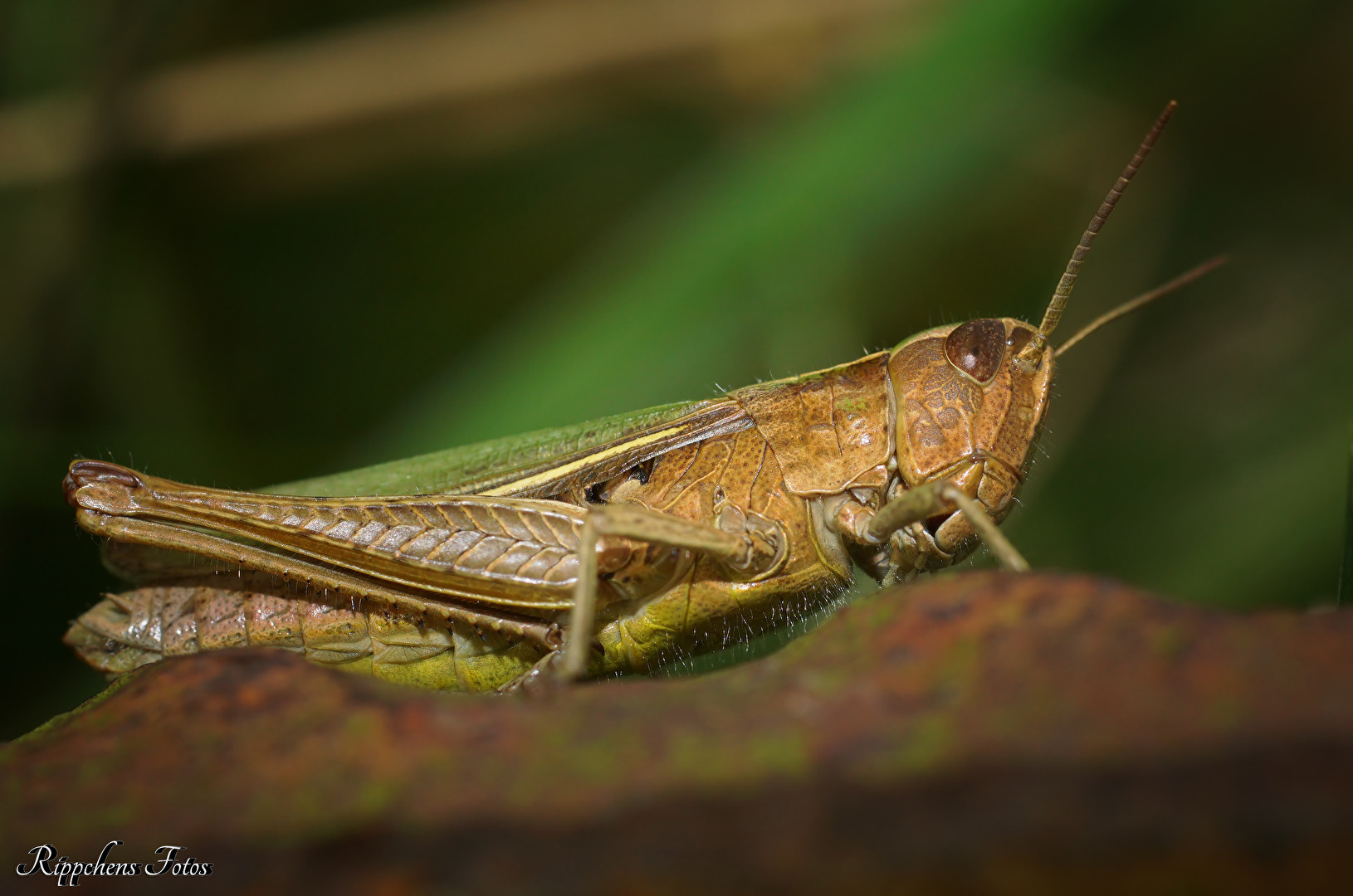 Grashüpfer in der Wiese