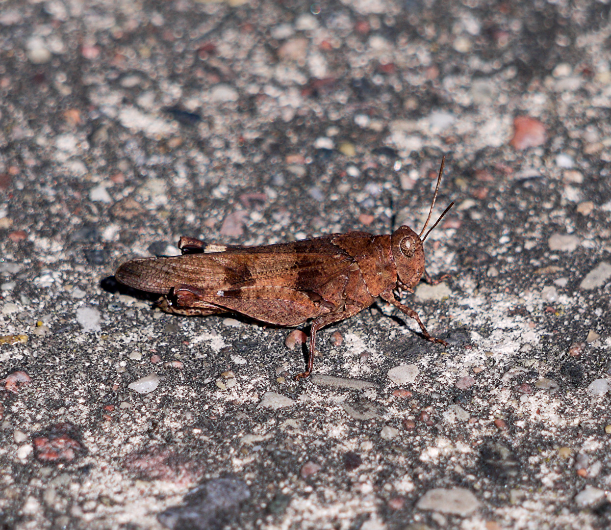 BLAUFLÜGELIGE SANDSCHRECKE