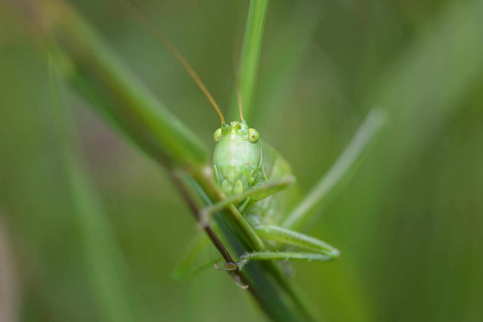 Grünes Heupferd (Heuschrecke)