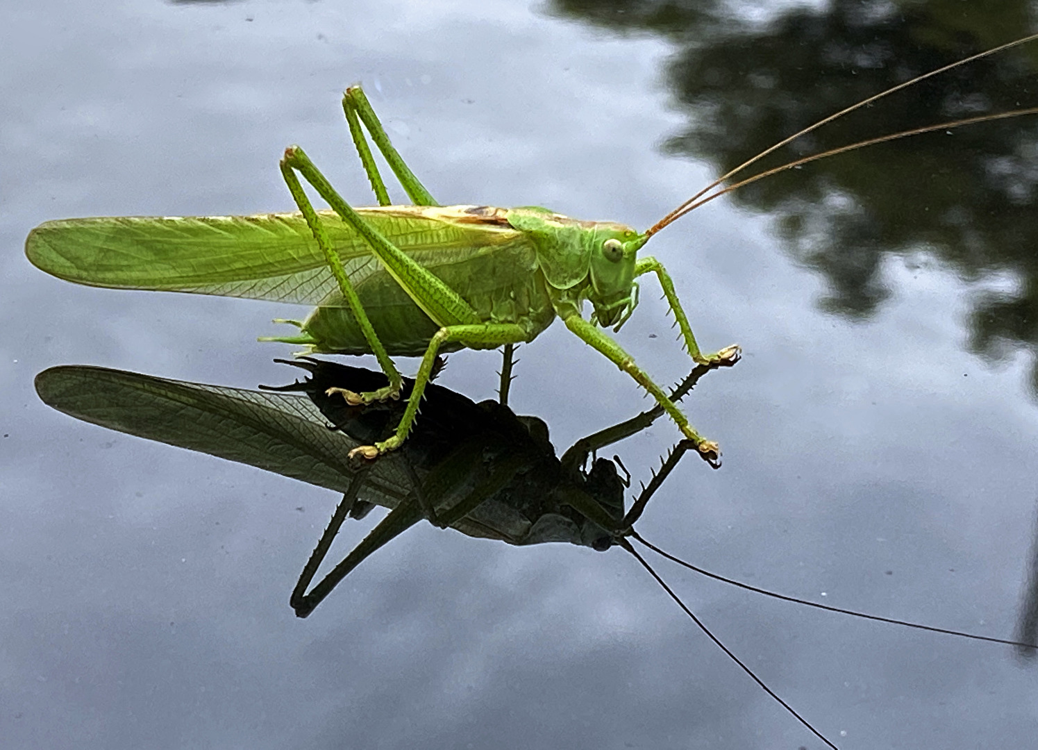 #Tiere / auf meinem Autodach...