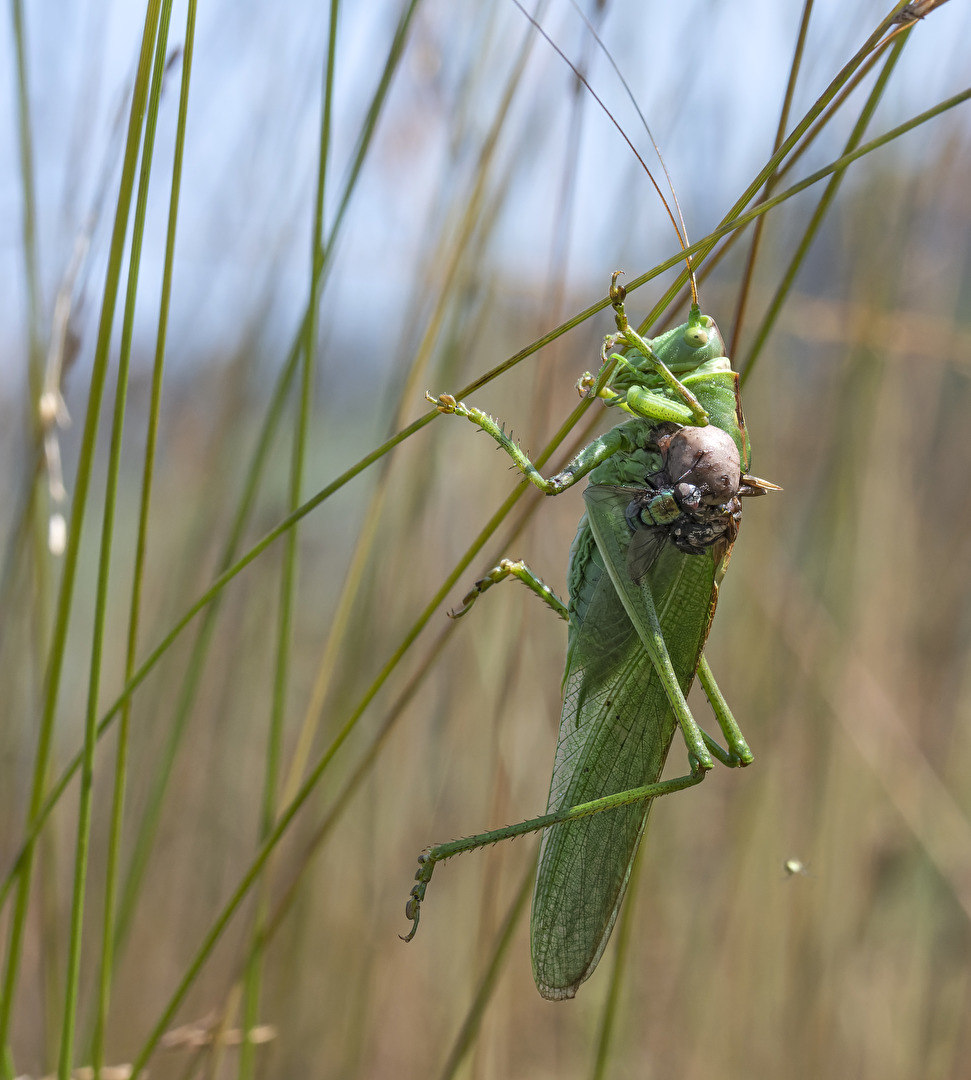 Heuschrecke mit Krankheit??