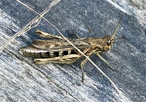 ein Grasshopper