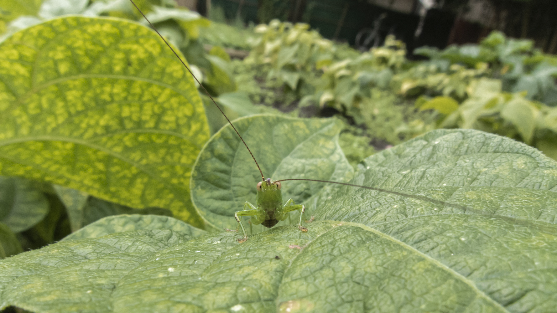 Alles Grün oder was ?