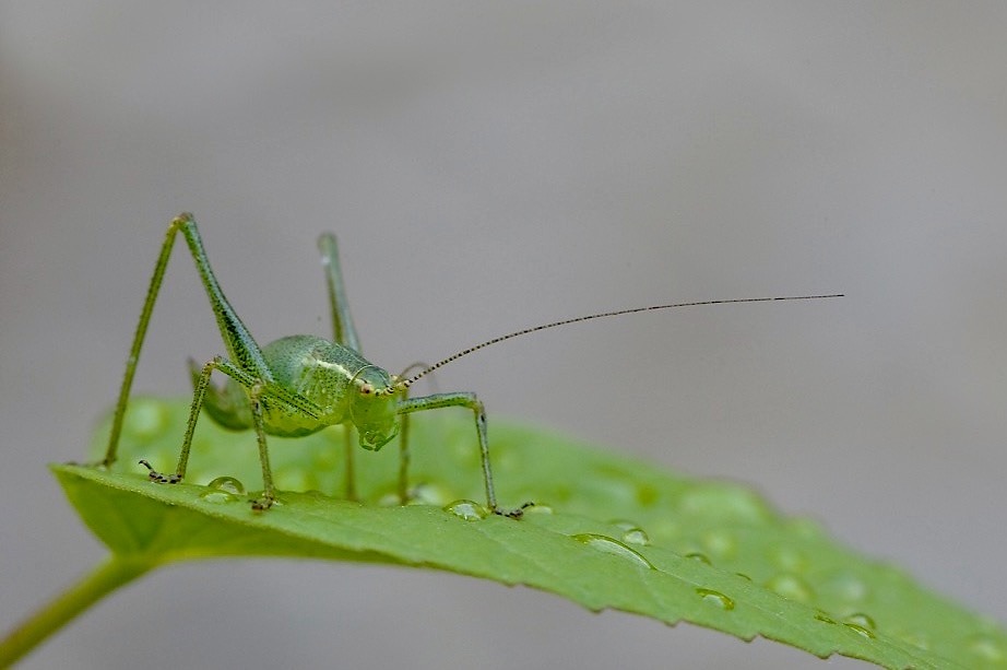 Kleiner Grashüpfer