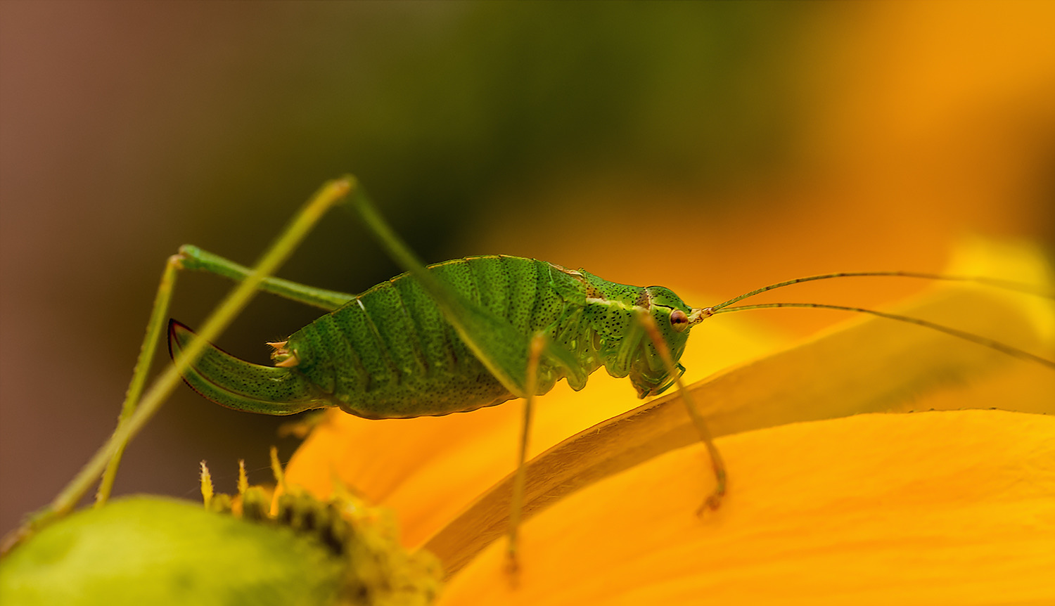 Kurzflügelige-Schwertschrecke (Conocephalus dorsalis)