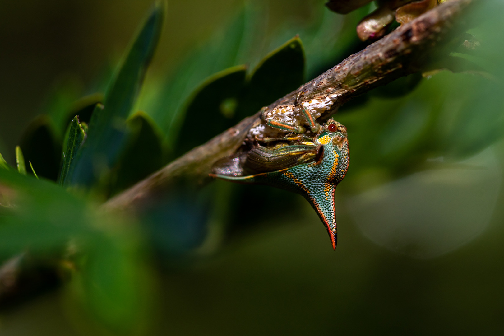 Dornzikade - Thorn Bug - Umbonia crassicornis