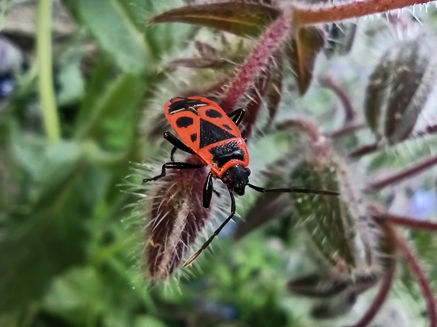 Pyrrhocoris apterus