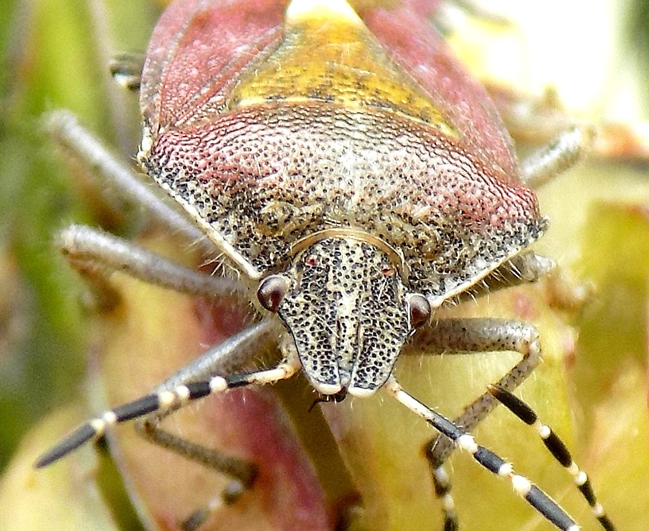 Der Wanze ins Auge geblickt.