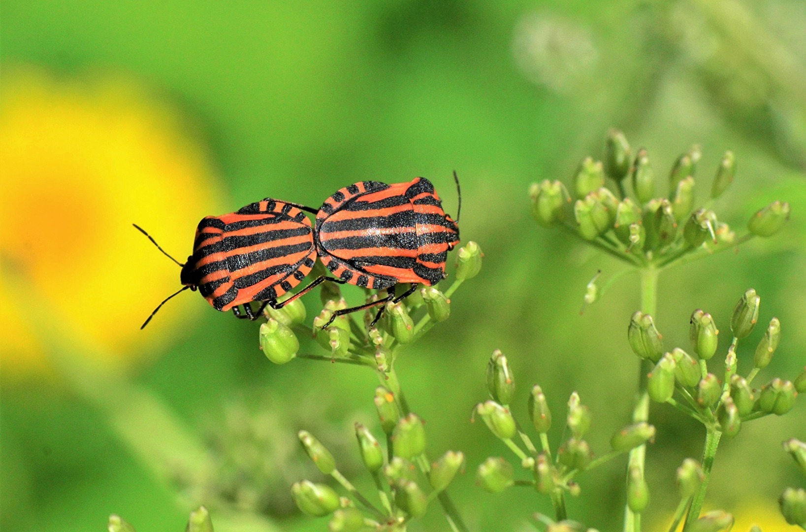 " In luftiger Höhe "