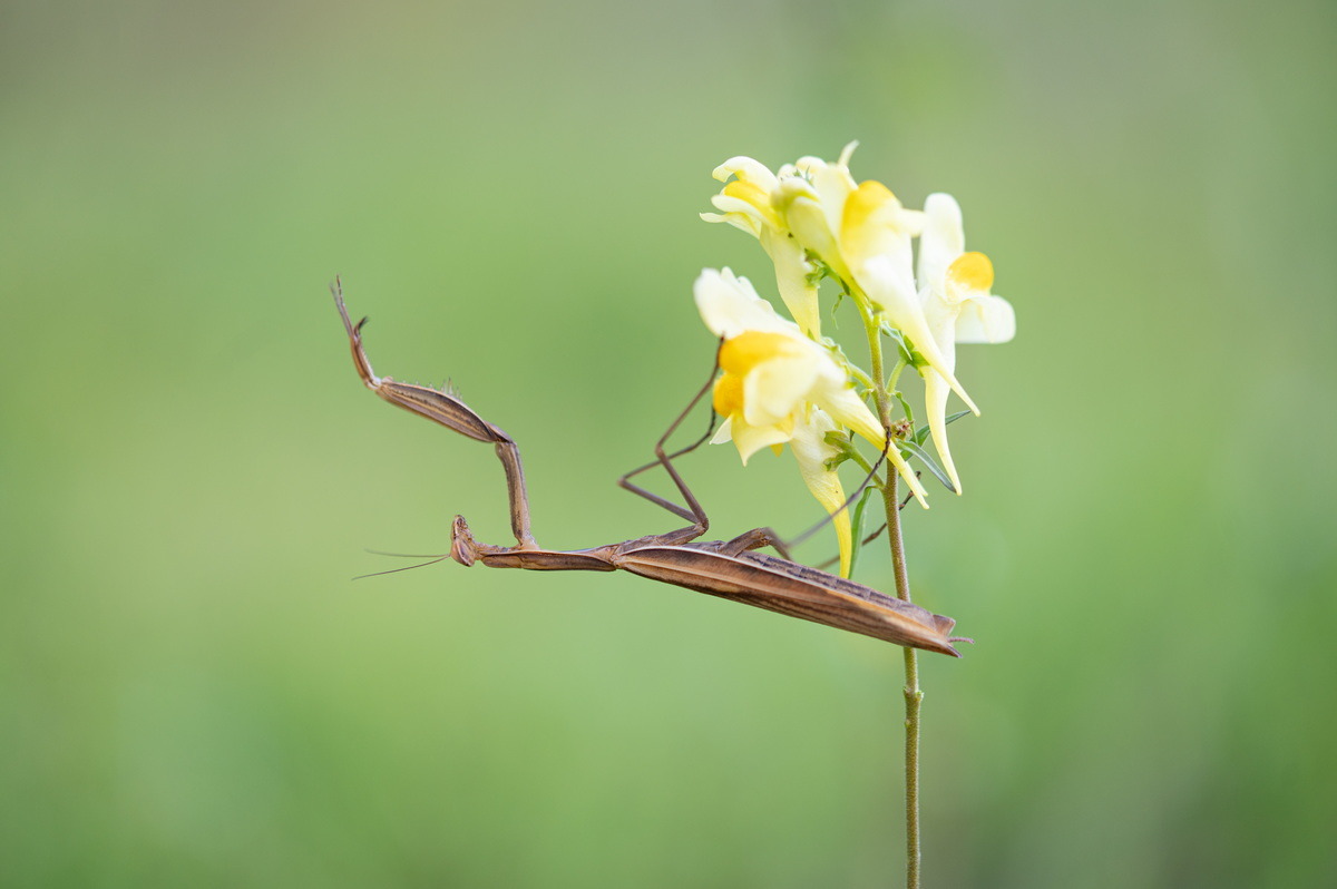 Wanzen, Zikaden, Ungeziefer