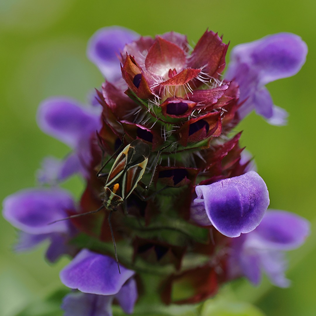 Horistus orientalis