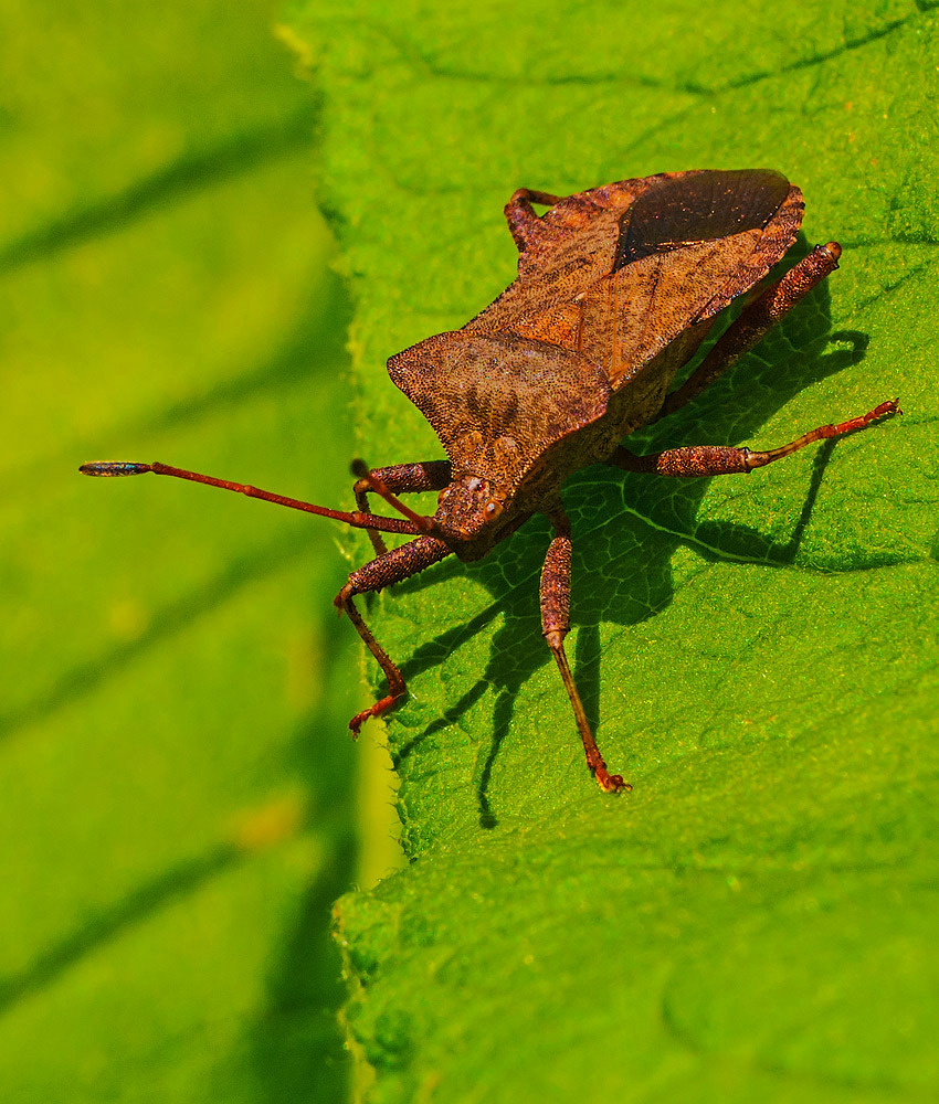 Lederwanze (Coreus maginatus)