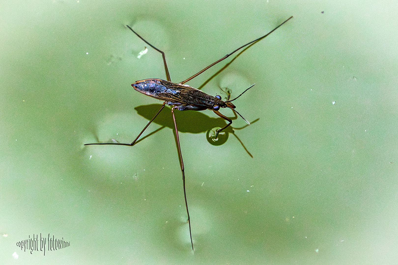 Wasserläufer