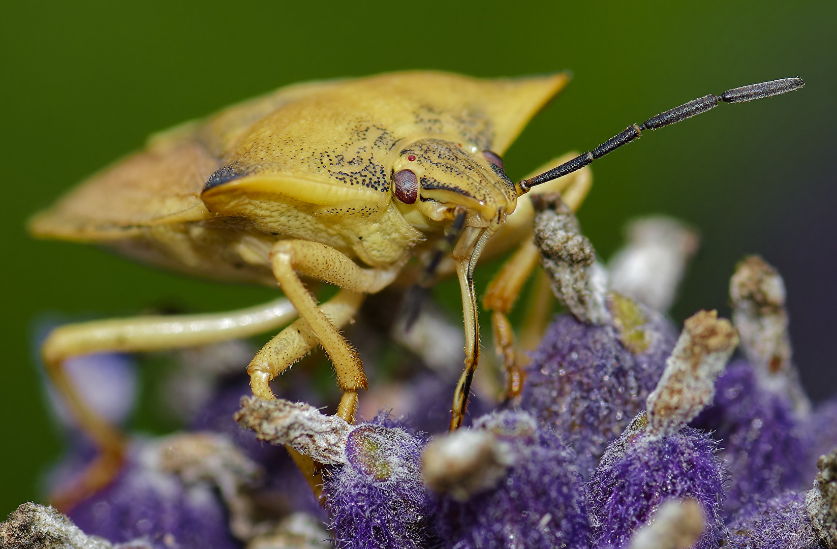 Nördliche Fruchtwanze (Carpocoris fuscispinus)
